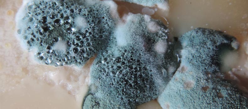 Get a Florida mold inspection from WHI Home Inspection Services