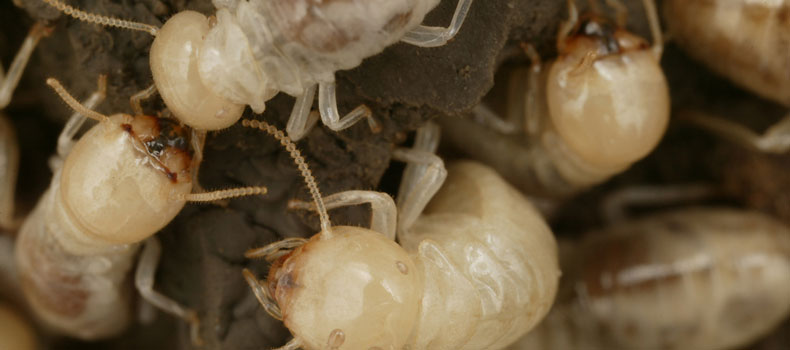 Get a termite (or wood destroying organism) inspection from WHI Home Inspection Services